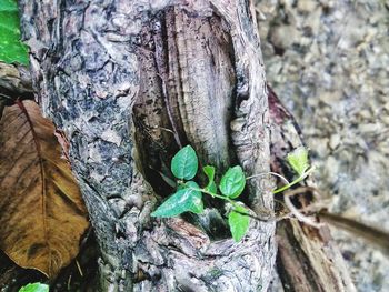 High angle view of lizard on tree trunk