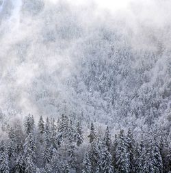 Snow covered pine trees in forest during winter