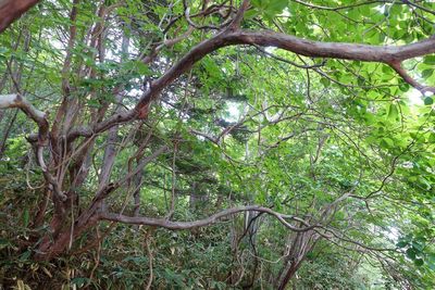 Low angle view of trees in forest