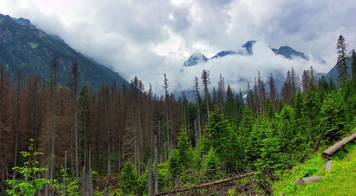 Panoramic view of trees and mountains against sky