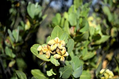 Close-up of plant