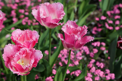 Close-up of pink flowering plant