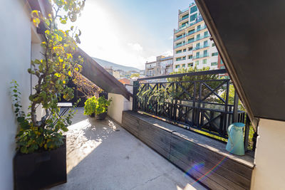 Potted plants on balcony of building