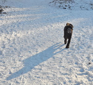 High angle view of dog on snow