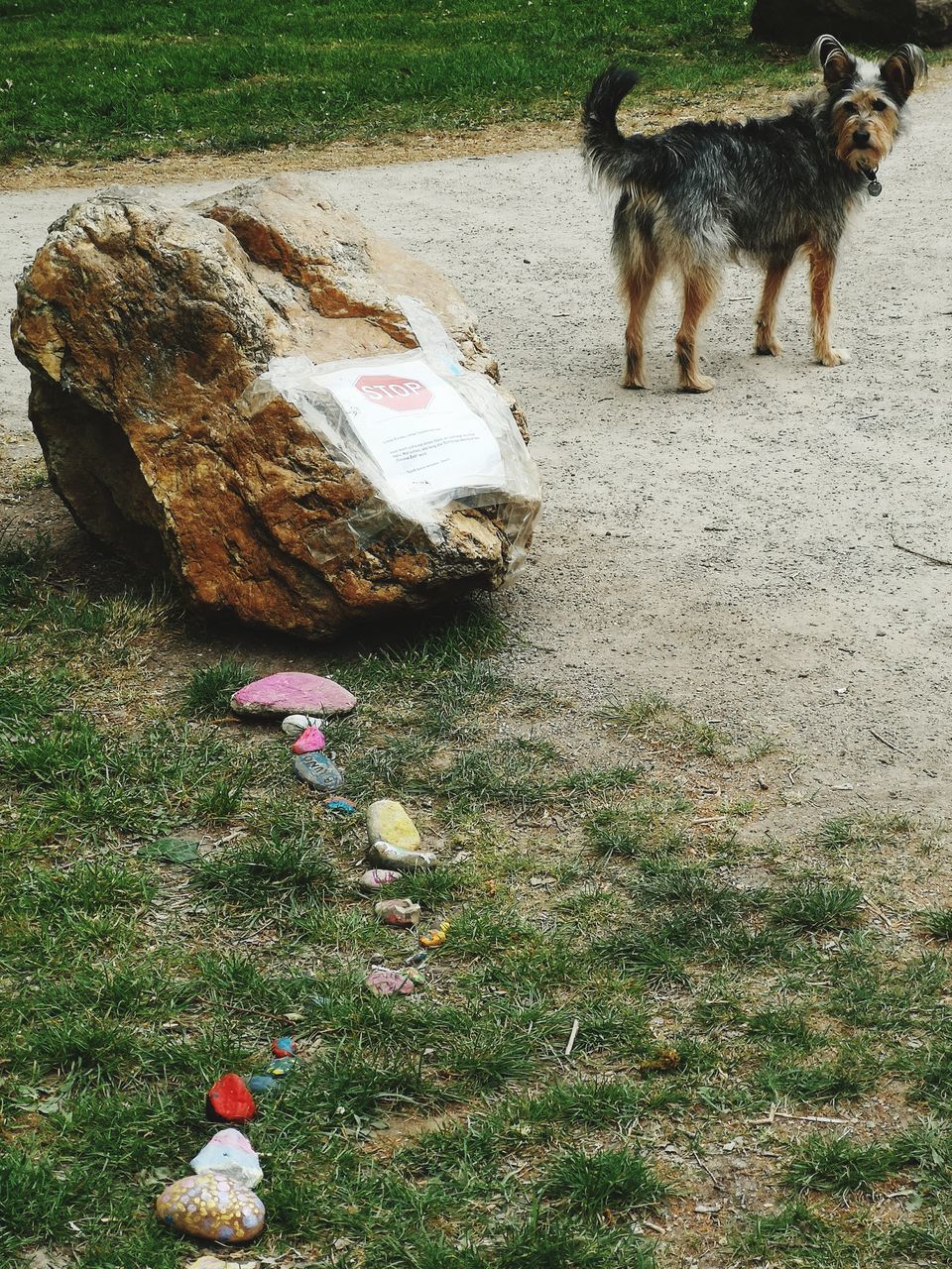 DOG STANDING IN FIELD