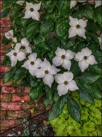 Close-up of white flowers