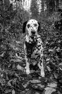 Portrait of a dog looking away