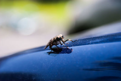 Close-up of housefly