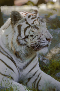 Close-up of white tiger sitting on field
