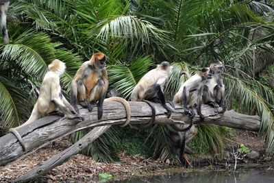 Monkeys sitting on fallen tree