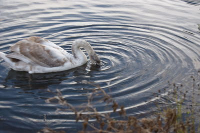 Bird flying over lake