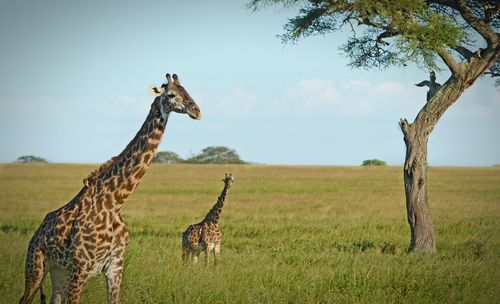 Giraffe standing on field against sky