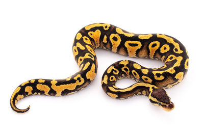 Close-up of a lizard on white background