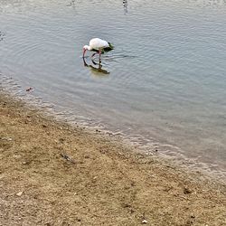 High angle view of birds on beach