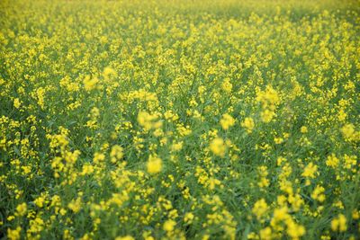 Close-up of yellow flowering plants on field