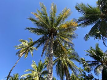 Low angle view of palm tree against sky