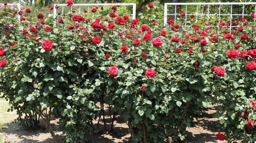 Red flowers blooming outdoors