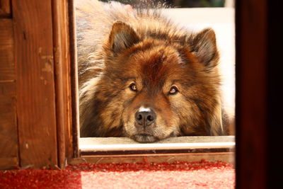 Eurasier dog lying by an open door looking inquisitively, lit by the sun behind