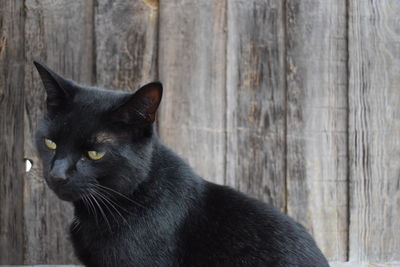 Close-up of black cat on wood