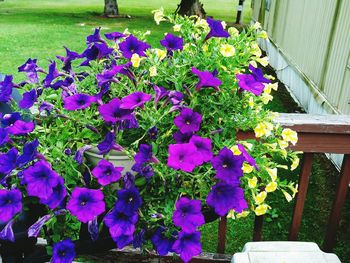 Purple flowers blooming outdoors