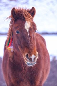 Close-up portrait of a horse