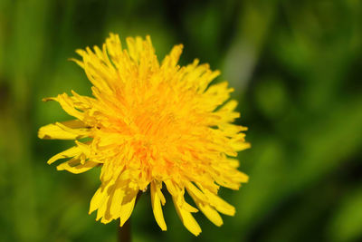 Close-up of yellow flower