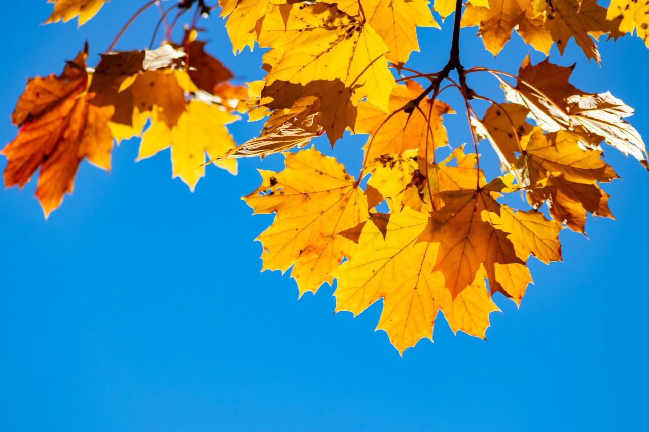 LOW ANGLE VIEW OF MAPLE TREE AGAINST CLEAR BLUE SKY