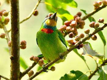 Close-up of bird perching on branch