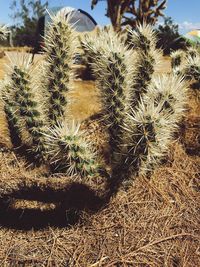 Close-up of cactus growing on field