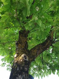 Low angle view of a tree