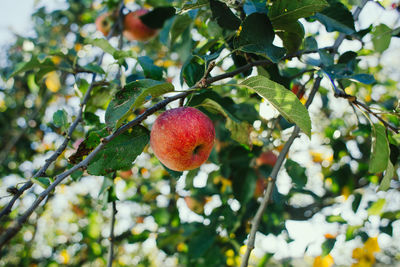 Low angle view of fruit on tree