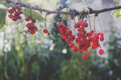 Close-up of red currants growing on plant