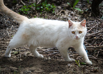 Portrait of white cat on field