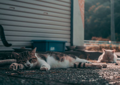 Lazy cat resting in a house