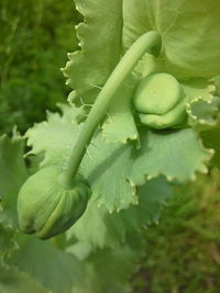 Close-up of green leaves