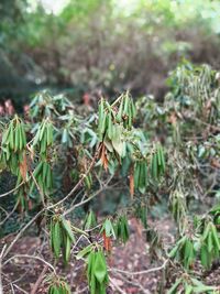 Close-up of plant growing on field