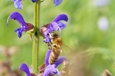 Close-up of bee pollinating on purple flowering plant