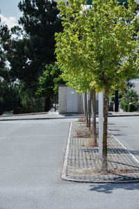 Empty road by trees in city