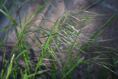 Close-up of crops growing on field