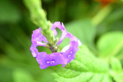 Close-up of pink flowers