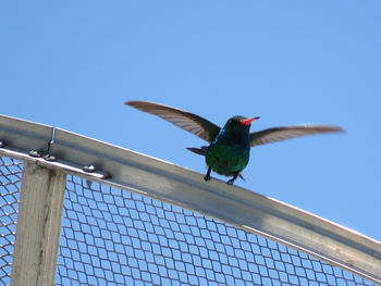 Low angle view of bird flying against blue sky