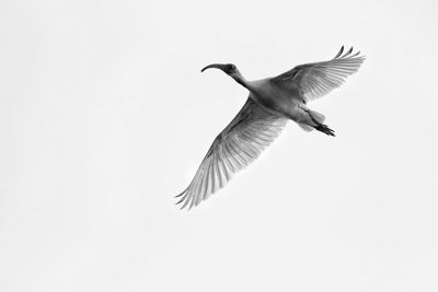 Low angle view of bird flying against clear sky