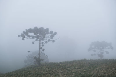 Trees on field against sky