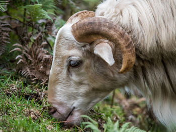 Cow in a field