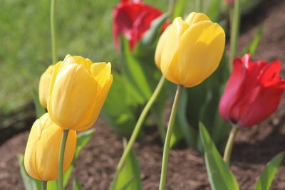 Close-up of tulips blooming