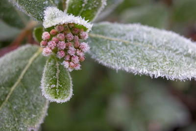 Close-up of snow on plant during winter