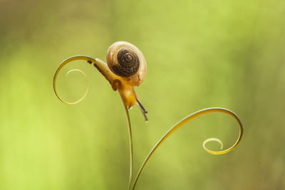 Snail from borneo forest
