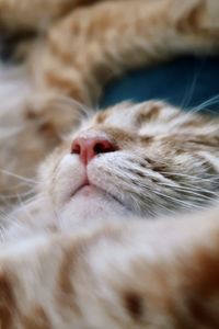 Orange tabby cat sleeping