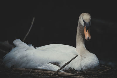 Close-up of swans