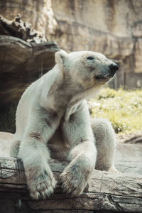Close-up of polar bear on log